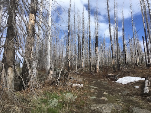charred dead-standing trees