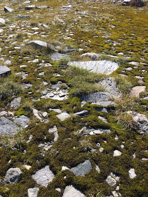 mosaic of rocks in mosses
