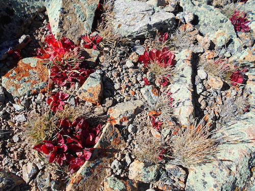bright red alpine plants