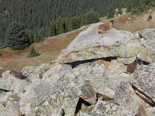 marmots bask in the sun